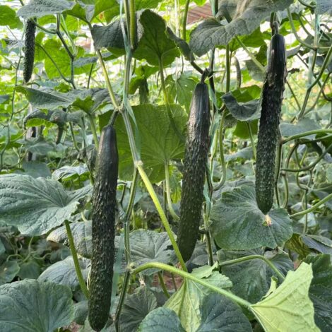 Chinese cucumber F1 NO.2