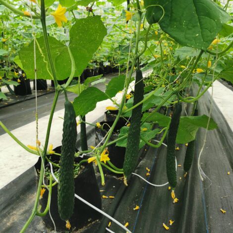 Chinese cucmber F1 NO.1