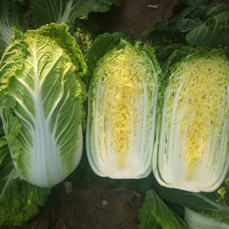 Elite no.5 F1 Hybrid