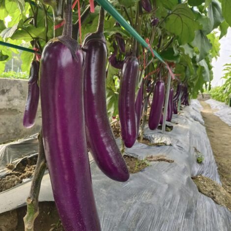 skyline-15 long eggplant