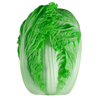Cabbage
