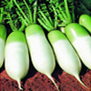 Radish